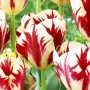 Tulp Grand Perfection
